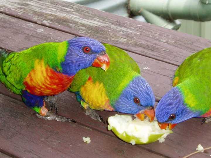 Panduan Lengkap Memilih Pakan Terbaik untuk Burung Nuri