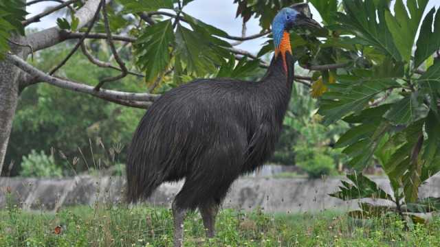 Cara Burung Kasuari Melindungi Diri dari Ancaman Pemangsa Alami