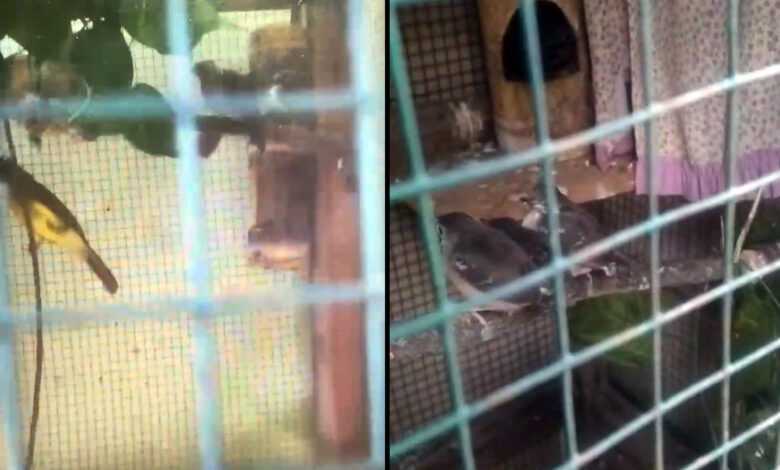 Cara Menjaga Kebersihan Kandang Cucak Jenggot agar Tidak Sakit