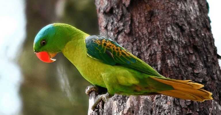10 Tips Efektif Merawat Burung Betet agar Selalu Sehat dan Aktif