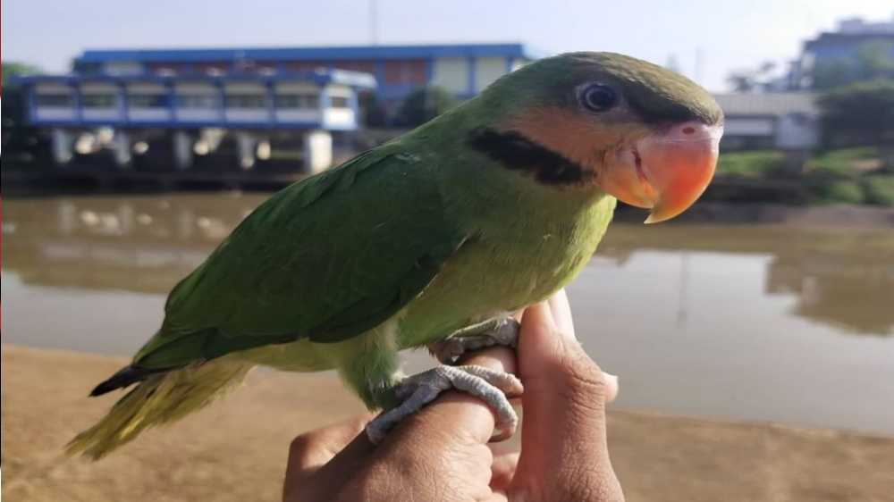 Cara Menangani Burung Betet yang Tidak Mau Makan dengan Tepat