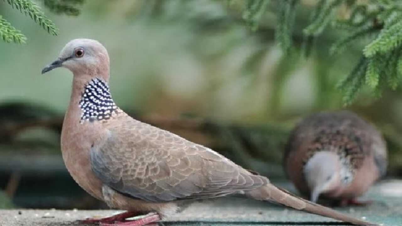 Cara Cepat Membedakan Jenis Burung Tekukur Jantan dan Betina