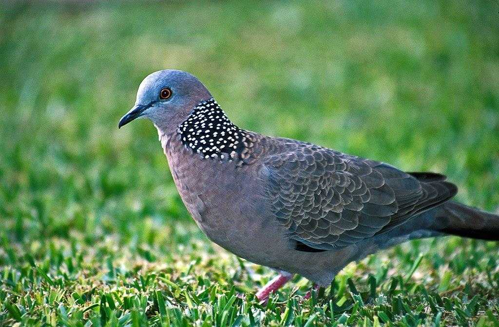 Tips Menangani Stres pada Burung Tekukur Peliharaan
