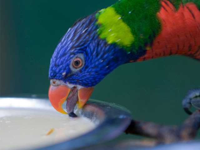 Kesalahan Umum dalam Merawat Burung Betet yang Sering Diabaikan