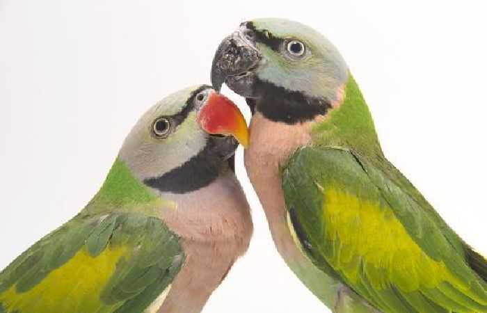 Perbedaan Burung Betet Jantan dan Betina yang Mudah Dikenali