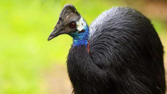 Pola Makan Burung Kasuari yang Menjadi Kunci Kehidupan di Alam