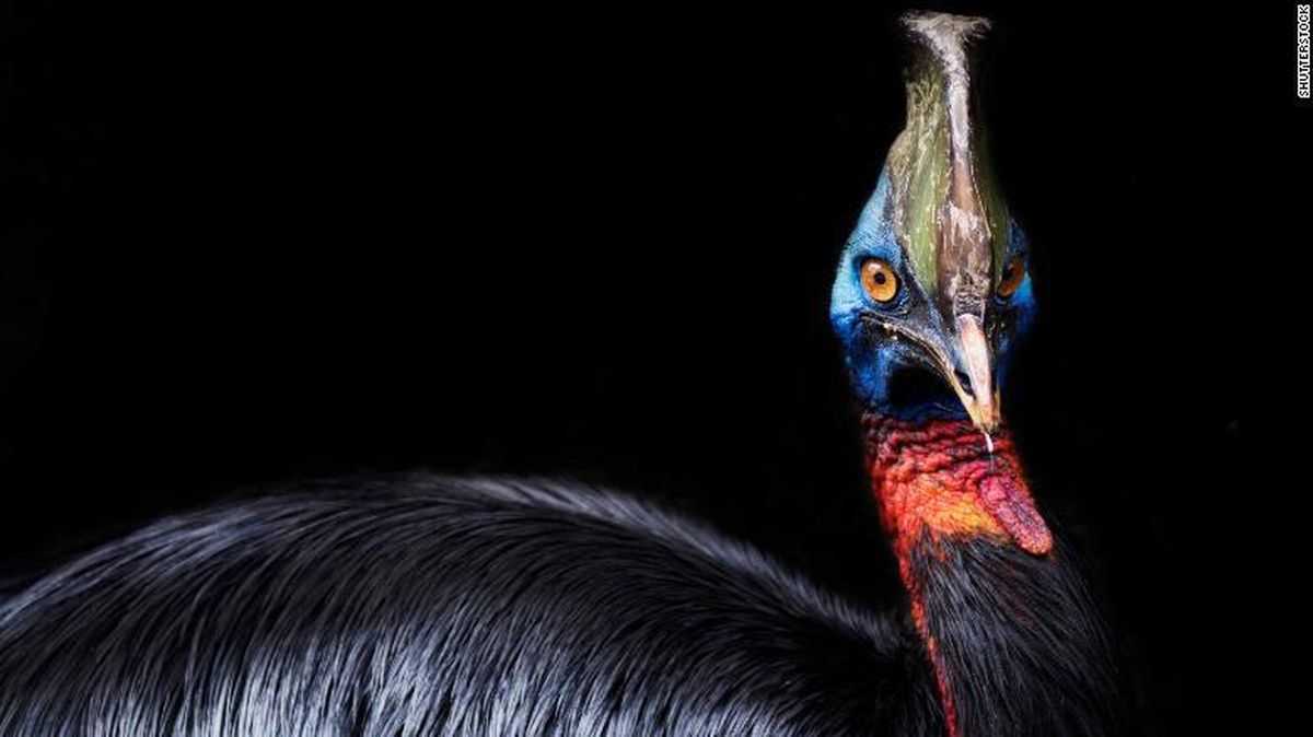 Peran Penting Burung Kasuari dalam Menjaga Keseimbangan Ekosistem Hutan