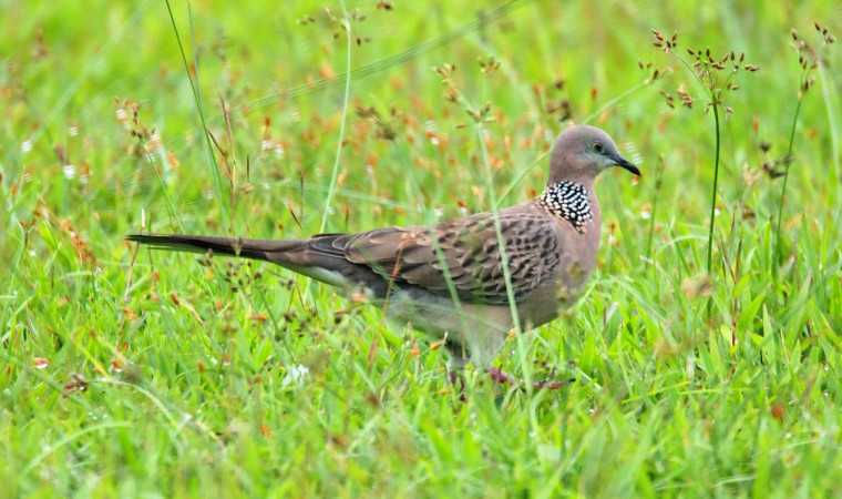 Panduan Lengkap Merawat Burung Tekukur di Rumah