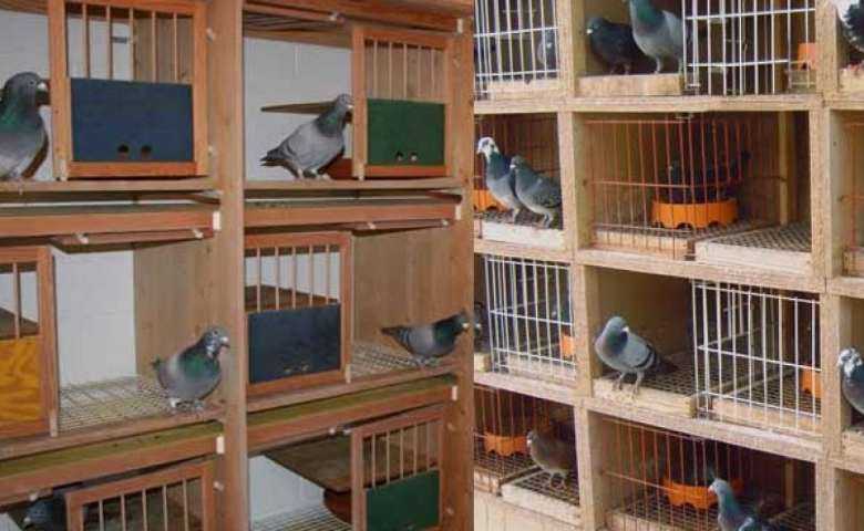 Panduan Membangun Kandang Ideal bagi Burung Tekukur