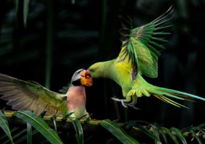 Rahasia di Balik Kicauan Merdu Burung Betet yang Menghipnotis