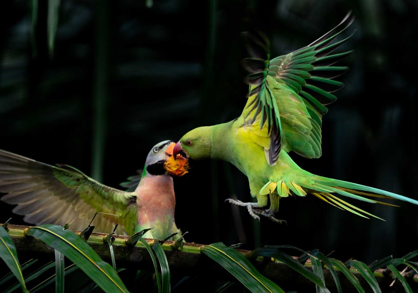 Rahasia di Balik Kicauan Merdu Burung Betet yang Menghipnotis