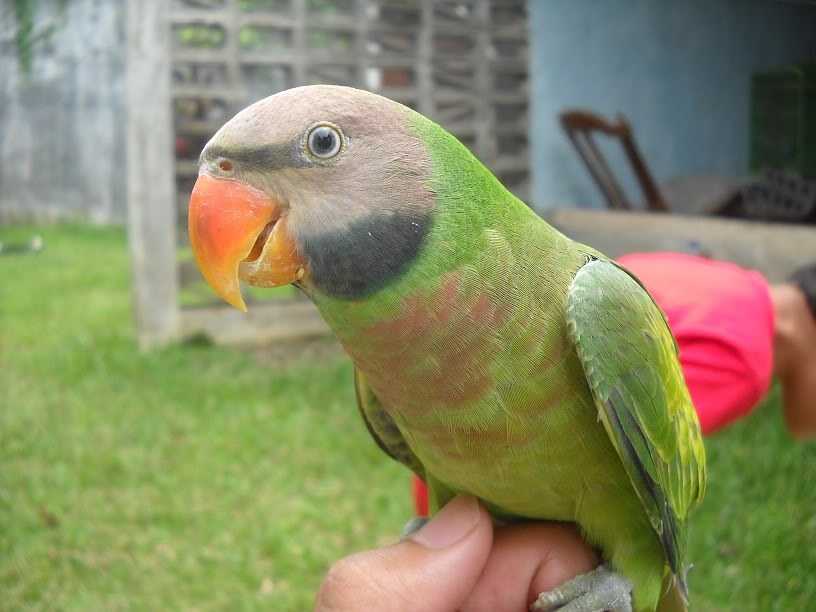 Rahasia Cepat Melatih Burung Betet agar Mudah Jinak di Rumah