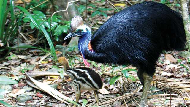 Ciri Fisik Burung Kasuari yang Membuatnya Terlihat Sangat Menakjubkan