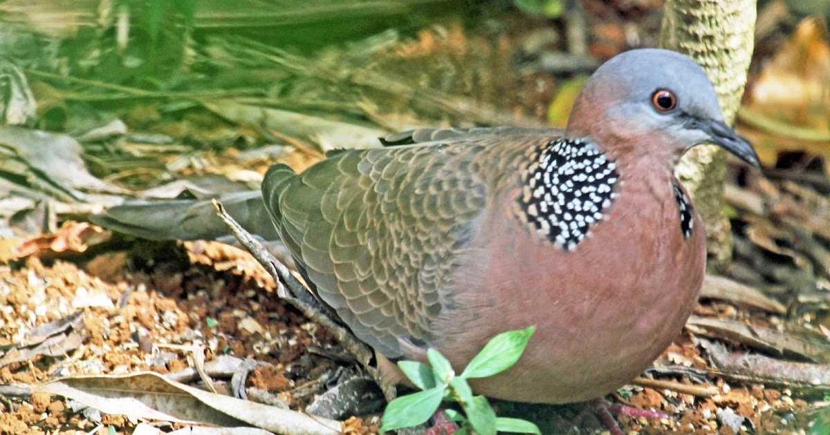 Cara Mengatur Pola Mandi Burung Tekukur agar Sehat