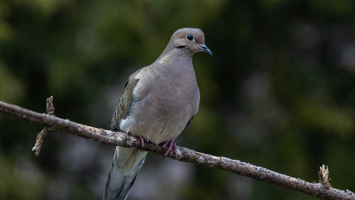 Tips Menumbuhkan Bulu Sehat pada Burung Tekukur
