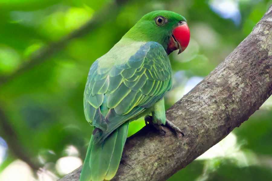 Burung Betet Karakteristik, Persebaran, Jenis, Pola Makan, dan Penyakit