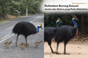 Perbedaan Burung Kasuari Jantan dan Betina yang Perlu Diketahui