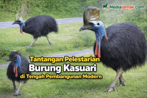 Tantangan Pelestarian Burung Kasuari di Tengah Pembangunan Modern