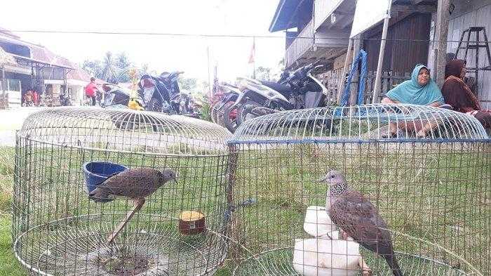 Panduan Menjaga Kebersihan Sangkar Burung Tekukur