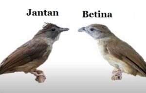 Perbedaan Cucak Jenggot Jantan dan Betina yang Mudah Dikenali