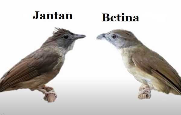 Perbedaan Cucak Jenggot Jantan dan Betina yang Mudah Dikenali