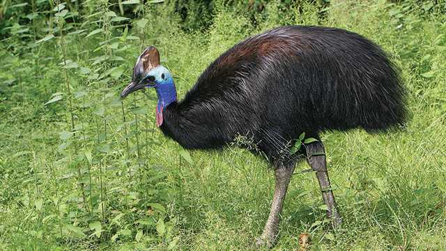 Burung Kasuari : Asal Usul, Klasifikasi, Habitat, Ciri dan Pola Makan