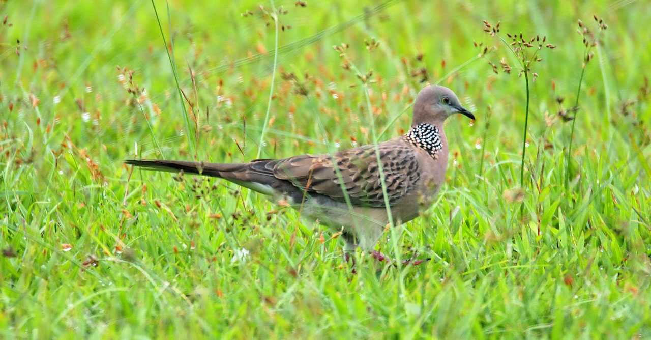 Strategi Melatih Burung Tekukur agar Rajin Berkicau