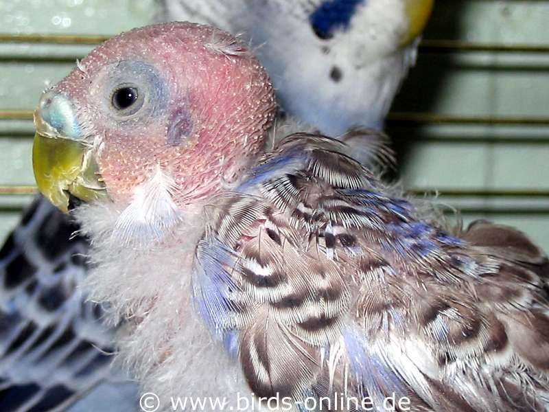 Penyakit yang Sering Menyerang Burung Betet dan Cara Mencegahnya