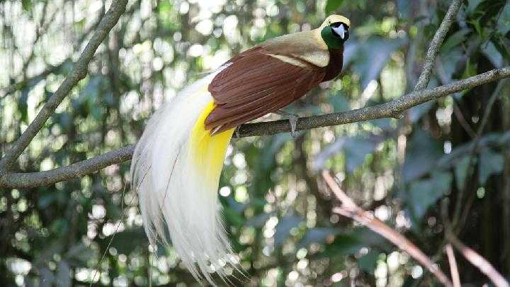 Alasan Burung Cendrawasih Menjadi Simbol Keindahan Papua