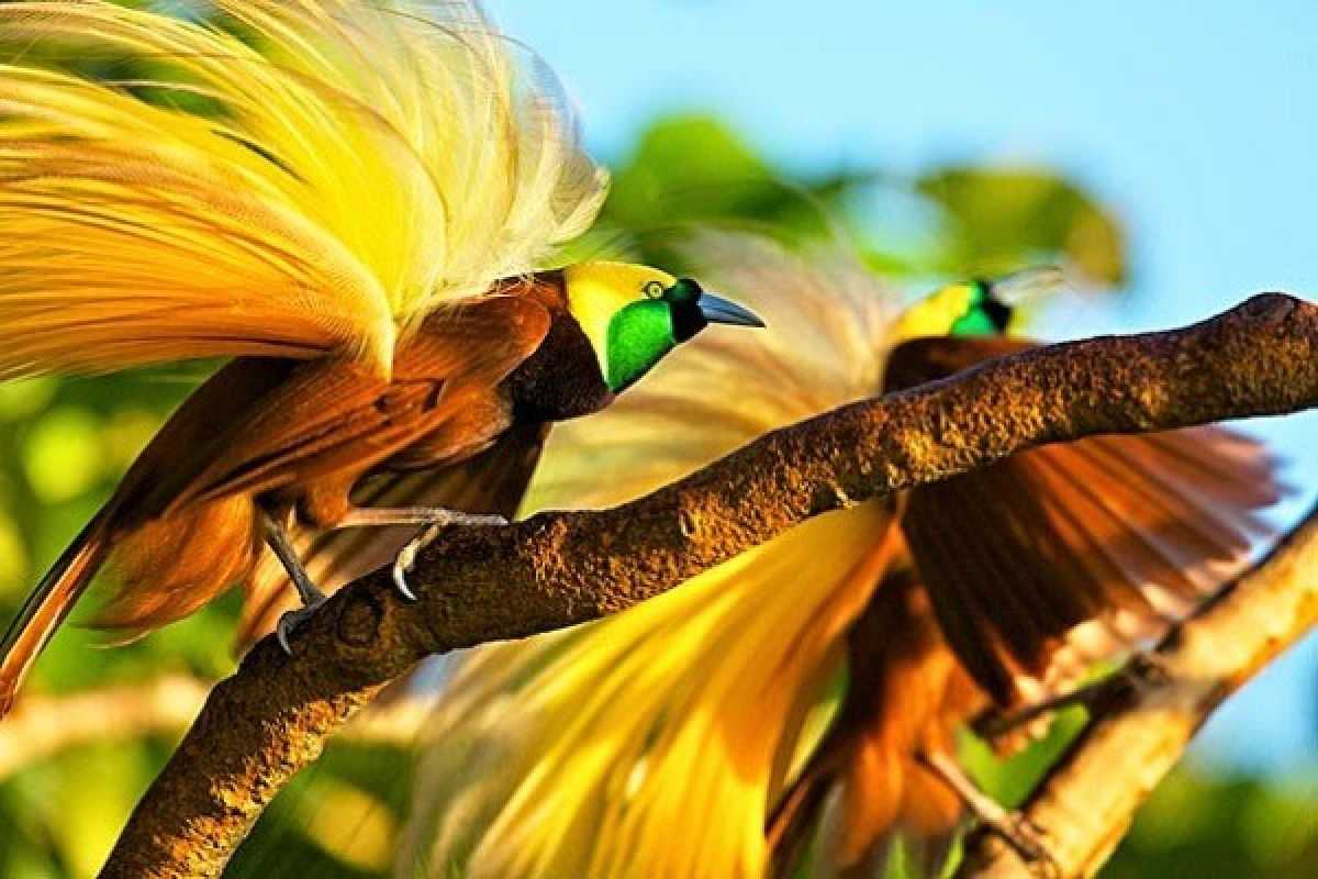Fakta Ilmiah Tentang Warna Ekor Indah Burung Cendrawasih