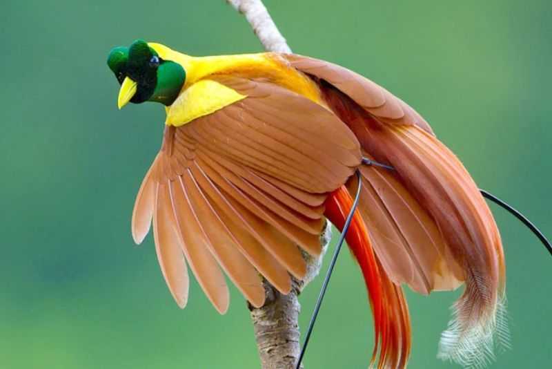 Cara Mengamati Burung Cendrawasih Tanpa Mengganggu Habitatnya