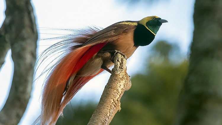 Perbedaan Habitat antara Spesies Burung Cendrawasih di Pegunungan dan Pesisir