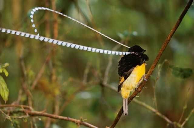 Burung Cendrawasih : Asal Usul, Persebaran, Ciri, Jenis dan Habitat