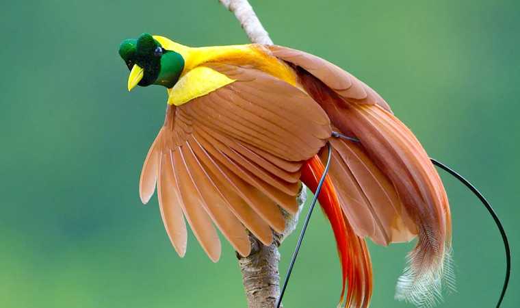 Makna Filosofis Burung Cendrawasih dalam Budaya Papua dan Indonesia