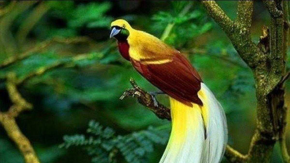 Pengaruh Perubahan Iklim terhadap Habitat Burung Cendrawasih