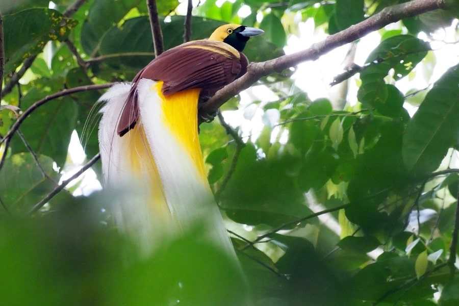 Rahasia Keindahan Bulu Burung Cendrawasih yang Menakjubkan