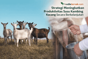 10+ Strategi Meningkatkan Produktivitas Susu Kambing Kacang Secara Berkelanjutan
