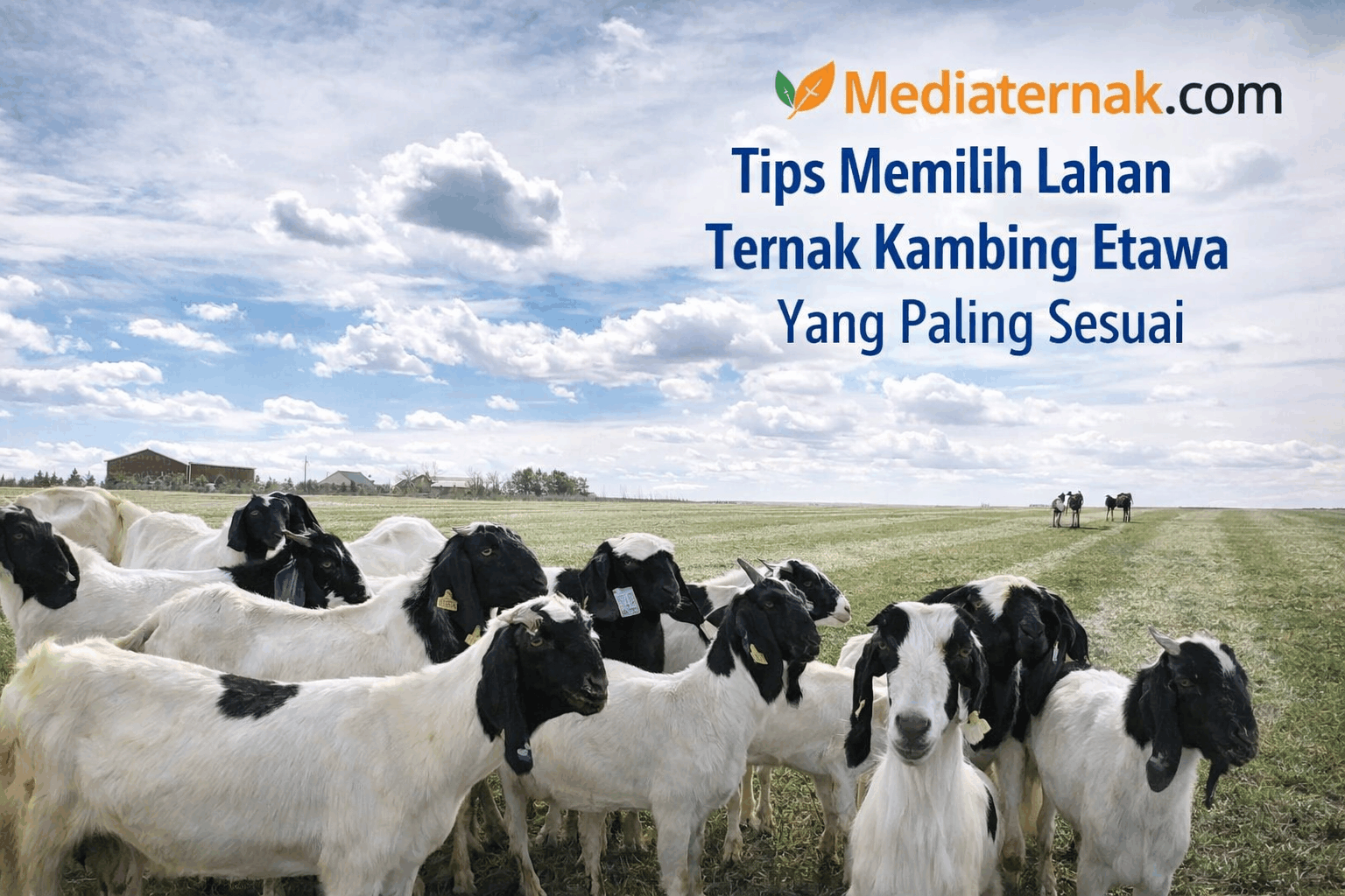 10 Tips Memilih Lahan Ternak Kambing Etawa Yang Paling Sesuai