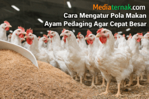 12 Cara Mengatur Pola Makan Ayam Pedaging Agar Cepat Besar