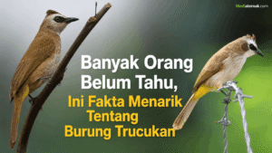 Banyak Orang Belum Tahu, Ini Fakta Menarik Tentang Burung Trucukan