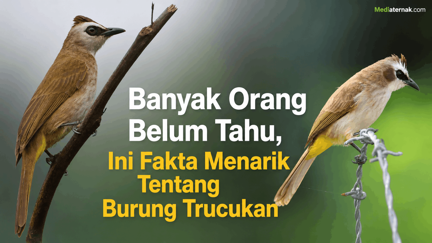 Banyak Orang Belum Tahu, Ini Fakta Menarik Tentang Burung Trucukan
