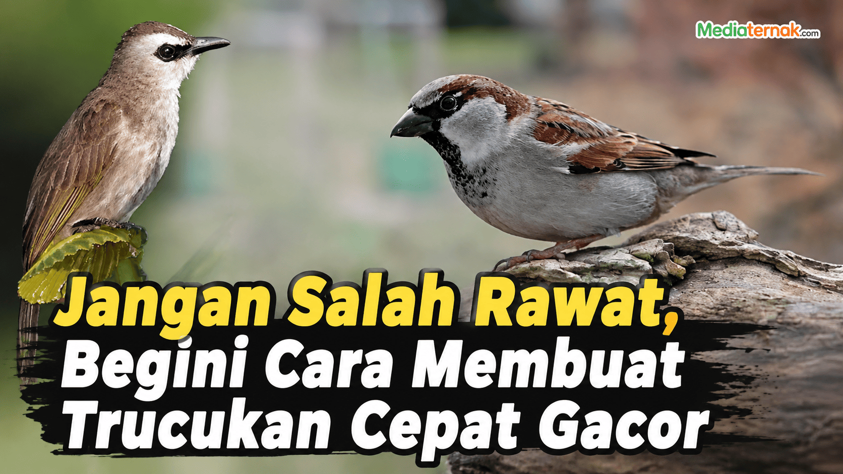 Jangan Salah Rawat, Begini Cara Membuat Trucukan Cepat Gacor