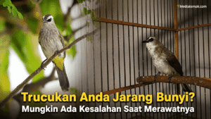 Trucukan Anda Jarang Bunyi Mungkin Ada Kesalahan Saat Merawatnya