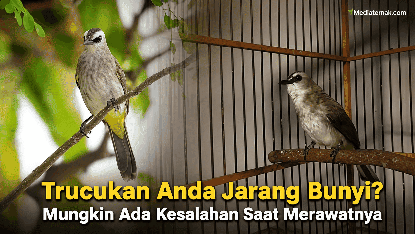Trucukan Anda Jarang Bunyi Mungkin Ada Kesalahan Saat Merawatnya